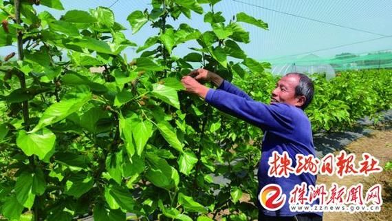 四季飘香，销路不愁——小村庄靠四季水果种植年产值近五千万元？的真相来了