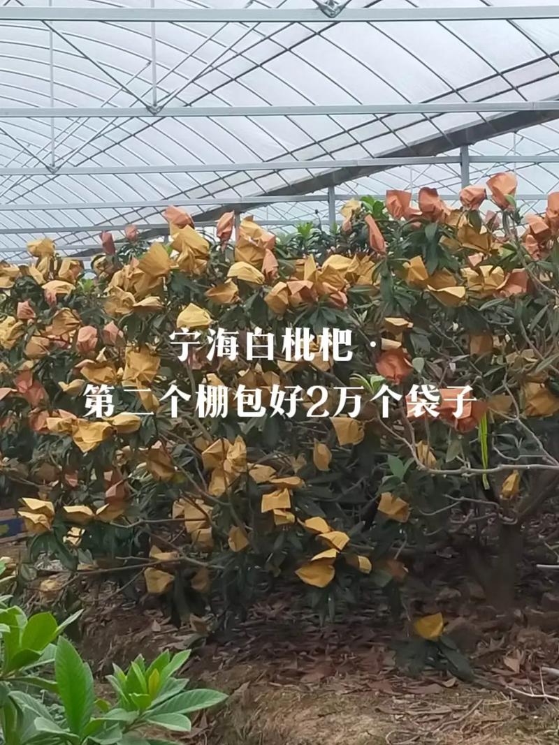 宁海白枇杷 黄土坡上的“黄金果”，邀您共赴一场清甜之约